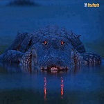 ���� ������� ���� !!!������ ��� ���� ...