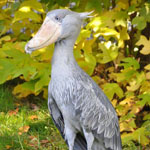 ���� ���� ����� ������