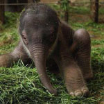 ��� ���� ����� ����