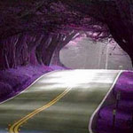 ��� ���� ������ ����� �� ��������