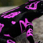 ����� ������� ������ _ � ���� �� ���������