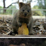 ��� ������� ������ ���� quokka � ����� � ��� ���� ����� �� ������ � ����� ����