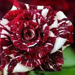 ���� ���� �����