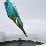 اقوال وطرائف رقم 1