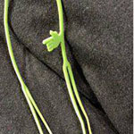 ���� ����� ..