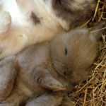 ������ ������ ������