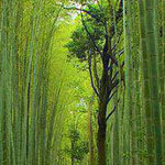 ����� ��������