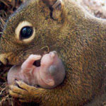 ����� ����