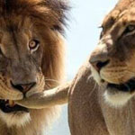 ���� ����� ���� ���� ���� ����� �������  