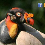 ����� ����� ����������� King Vulture !