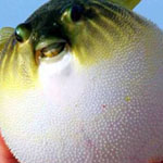 ���� Puffer fish ���� ���� ����� ��� ������� ������ 