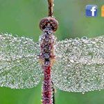 ��� ������ ����� ����� ���� ������� !!