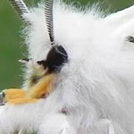 ��� ���� ����� �������� ����� �� Spilosoma virginica