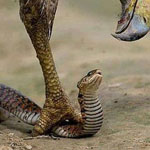 ����� ���� ������ ������� 