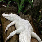 ����� ���� ���� !