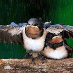 ���� ����� ���� ���� ����� �� �����.