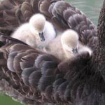 �� ���� ������