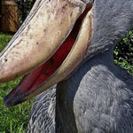 ��� ���� ����� �� ����� ���� ������ 