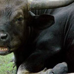 ����� ����� �����