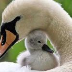 ���� ����