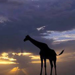 �� ���� ������ �� ����� �������