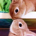 ��� ���� �����