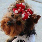 �� �������