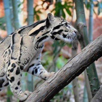 ��� ����