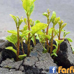 �� ������ ���� �������