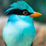 ���� ������������� 