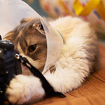 �� ����� �� �������