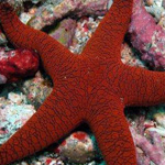 ����� ������ ���� �� ������� ������ �...