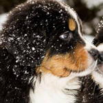 ������ ������ :-)