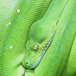 ������ ������� ��� ����� ����