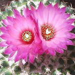 اقوال وطرائف الصورة الثالثة