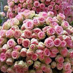 �� ���� ����� �����