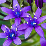 �� ���� ��� ������� 