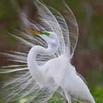 ���� ����