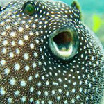 ������ ��������