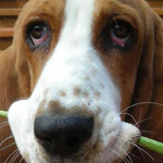 ���� ����� :-)