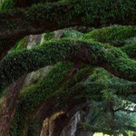 ������� ������� ��� ����ʡ �������.