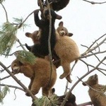 ���� ����� �� �����  ������