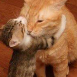 ����� ����