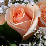 ����� ���� ��� ����� ������� :-)