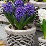 ������ �����