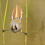 ���� ����� ����� ���� ������ ������ �...