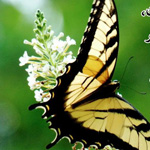 ���� ���� ��� ������ ��� ��� �����