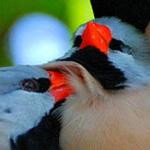 ����� ������ ���� ���