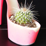 ���� ������� ���� �������