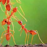 ����� �������